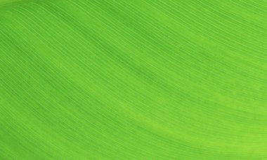 Macro of light green leaf nature background, copy space, pattern, wallpaper. Background for invitation card, calendar, postcard, gift paper. Banner, cover, mockup, for your design horizontal. Abstract