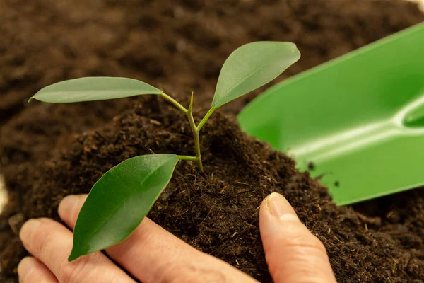 A womans hand plants a green seedling into soil. Gardening, agriculture. Financial and business growth. Horizontal, banner, cover, mockup, for your design