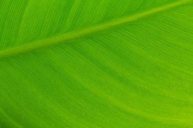 Macro of light green leaf nature background, copy space, pattern, wallpaper. Background for invitation card, calendar, postcard, gift paper. Banner, cover, mockup, for your design horizontal. Abstract