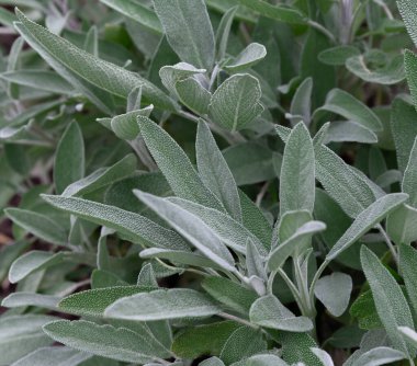 Bahçedeki Salvia resmi bitkilerinin en üst görüntüsü
