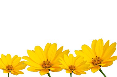 yellow flowers daisy isolated on white background. Birthday card, Mothers Day card, invitation. Copy space, pattern, wallpaper, banner, cover, mockup, for your design, horizontal