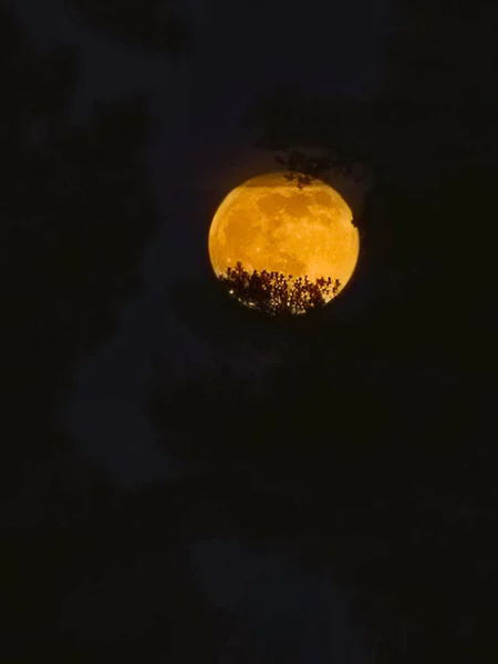 Pleine Lune Sur Ciel Avec Arbre Silhouette — Photo