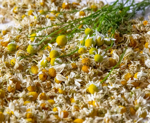 Bylinný Heřmánkový Čaj Heřmánkové Květiny Čajového Skla Sušené Heřmánku Bílé — Stock fotografie