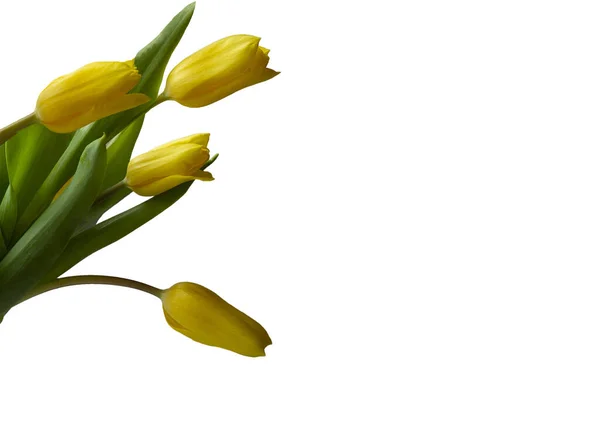 Gelbe Tulpen Vintage Rustikalen Hintergrund Kopierraum — Stockfoto