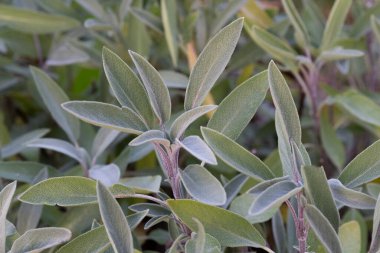 Adaçayı yeşili ve mor bitki yaprağı. Salvia officinalis Purpurascens. Büyüyen şifalı bitkiler. Homeopati aromaterapisi. Bitkisel tedavi.