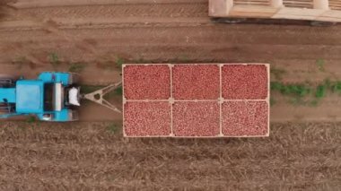 Mavi bir traktör patates taşıyor. Tarlalardan hasat zamanı. Çiftçi tarlasında yetiştirilen patatesleri taşıyor. Taze sebze. Karavanlı traktör. 4k Hava Görüntüsü
