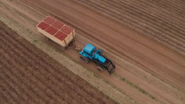 Tractor Azul Lleva Patatas Período Cosecha Los Campos Granjero Lleva — Vídeos de Stock
