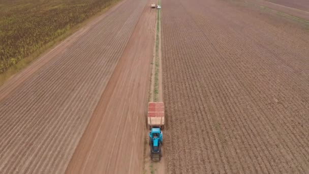 Tractor Azul Lleva Patatas Período Cosecha Los Campos Granjero Lleva — Vídeo de stock