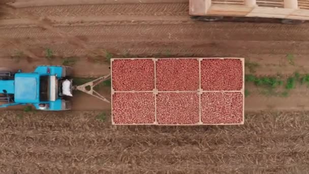 Tracteur Bleu Transporte Des Pommes Terre Période Récolte Dans Les — Video