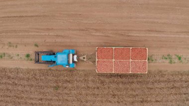 Mavi bir traktör patates taşıyor. Tarlalardan hasat zamanı. Çiftçi tarlasında yetiştirilen patatesleri taşıyor. Taze sebze. Karavanlı traktör. 4k Hava Görüntüsü