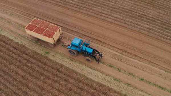 一辆蓝色拖拉机载着土豆 田里的收获期 农夫提着在田里种植的土豆 新鲜蔬菜 带有拖车的拖拉机 4K空中图像 — 图库照片