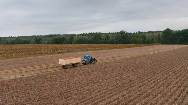 Trator Azul Está Carregando Batatas Período Colheita Dos Campos Agricultor — Fotografia de Stock