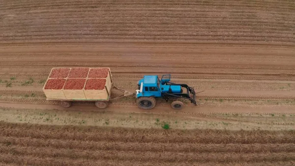 Trator Azul Está Carregando Batatas Período Colheita Dos Campos Agricultor — Fotografia de Stock