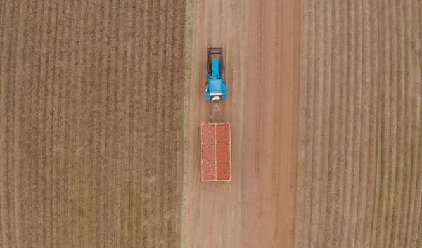 Modrý Traktor Nese Brambory Období Sklizně Polí Farmář Nese Brambory — Stock fotografie