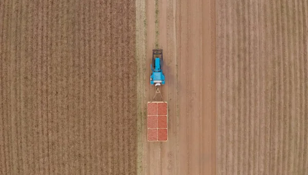 Синій Трактор Несе Картоплю Період Збору Врожаю Полів Фермер Несе — стокове фото
