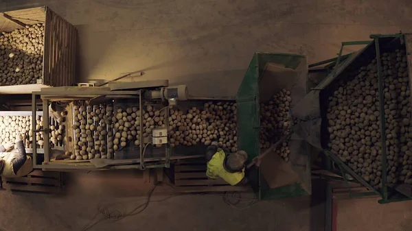 İnsanlar patatesleri elle ayırıyor. Tarladan masaya yemek. Yiyecek endüstrisi. Yukarıdan bak. Çiftçilik. Saha çalışması. 4k Hava Görüntüsü