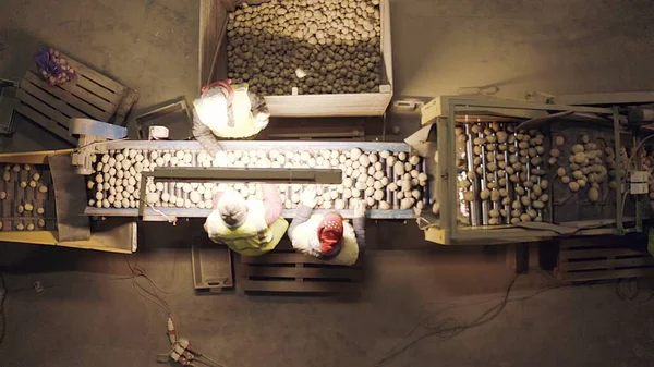 İnsanlar patatesleri elle ayırıyor. Tarladan masaya yemek. Yiyecek endüstrisi. Yukarıdan bak. Çiftçilik. Saha çalışması. 4k Hava Görüntüsü