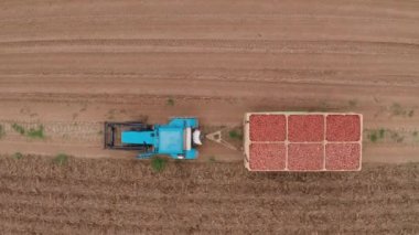 Mavi bir traktör patates taşıyor. Tarlalardan hasat zamanı. Çiftçi tarlasında yetiştirilen patatesleri taşıyor. Taze sebze. Karavanlı traktör. 4k Hava Görüntüsü
