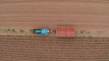 Mavi bir traktör patates taşıyor. Tarlalardan hasat zamanı. Çiftçi tarlasında yetiştirilen patatesleri taşıyor. Taze sebze. Karavanlı traktör. 4k Hava Görüntüsü