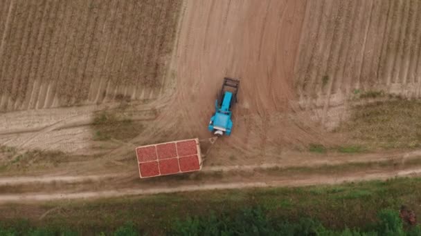 Tractor Azul Lleva Patatas Período Cosecha Los Campos Granjero Lleva — Vídeos de Stock