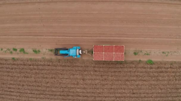 Mavi Bir Traktör Patates Taşıyor Tarlalardan Hasat Zamanı Çiftçi Tarlasında — Stok video