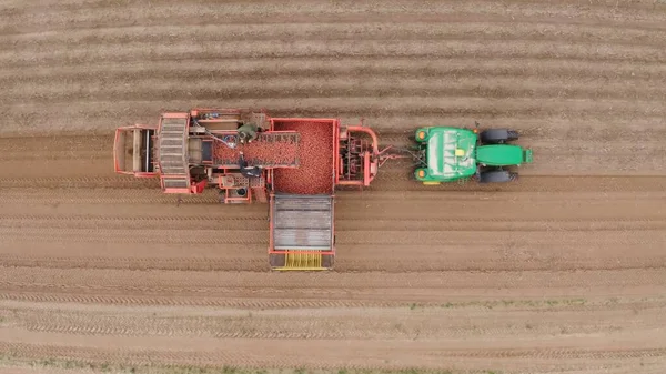收获马铃薯的农业机械 种植土豆的农民田里 聪明的耕作 一辆拖车上装有收获机的拖拉机驶过农村田野 4K空中图像 — 图库照片