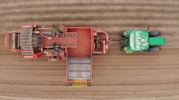 Farm machinery harvesting potatoes. Farmer field with a potato crop. Smart farming. A tractor with a harvesting machine on a trailer drives through rural field. 4k Aerial Footage