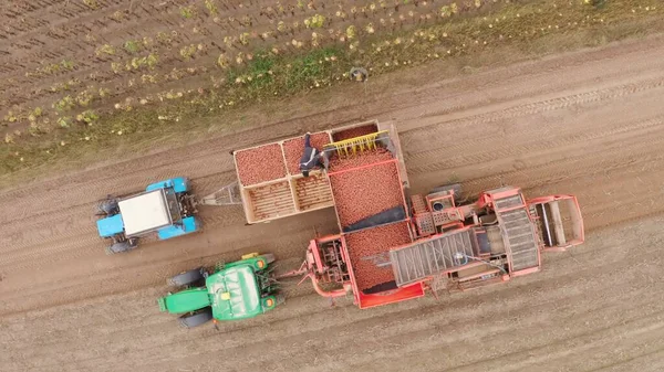 Γεωργικά Μηχανήματα Συγκομιδή Πατάτες Αγροτεμάχιο Πατάτα Έξυπνη Καλλιέργεια Ένα Τρακτέρ — Φωτογραφία Αρχείου