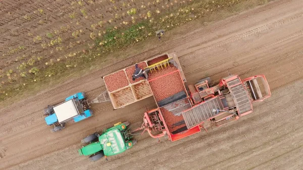 Maquinaria Agrícola Cosechando Patatas Campo Agricultores Con Cultivo Patata Una —  Fotos de Stock
