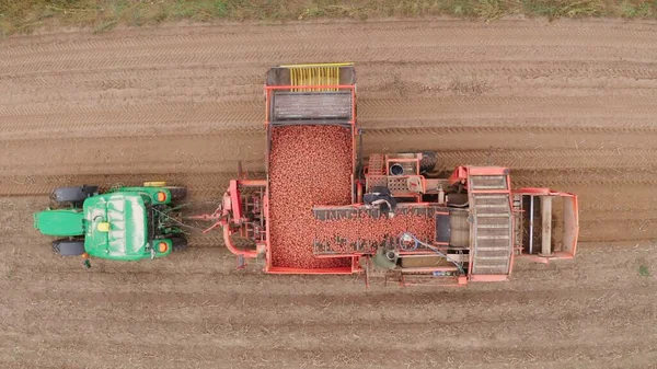 Farm machinery harvesting potatoes. Farmer field with a potato crop. Smart farming. A tractor with a harvesting machine on a trailer drives through rural field. 4k Aerial Footage