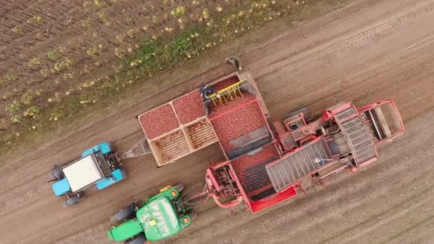 Maquinaria Agrícola Cosechando Patatas Campo Agricultores Con Cultivo Patata Una — Vídeos de Stock