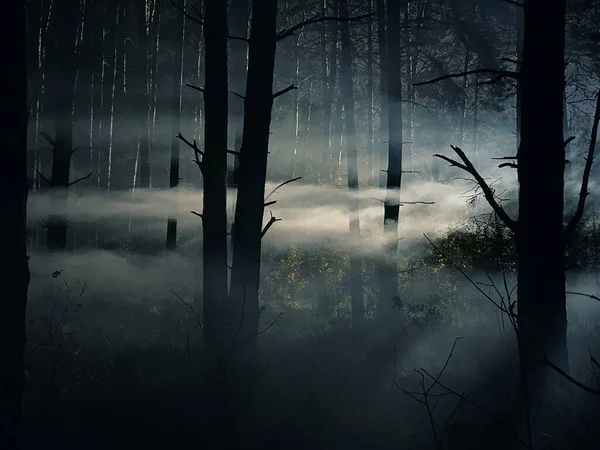 Geceleri Sisli Karanlık Ormanlar Gizemli Ormanlar Sihirli Doymuş Sisli Orman — Stok fotoğraf