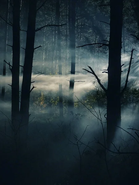 Nebel Und Dunkle Wälder Der Nacht Mysterienwald Magisch Gesättigte Neblige — Stockfoto