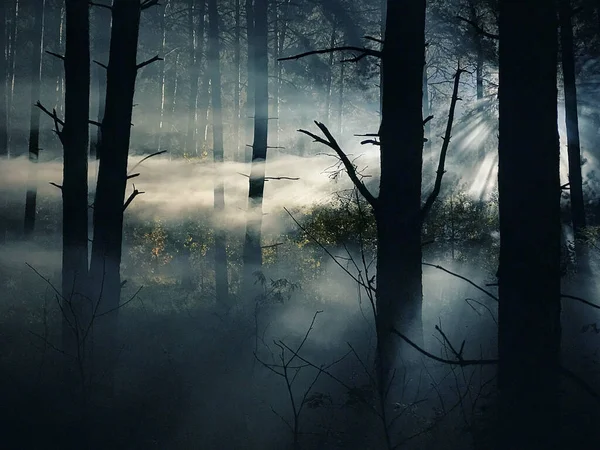 Bosques Nebulosos Escuros Noite Floresta Misteriosa Magical Saturado Nevoeiro Floresta — Fotografia de Stock