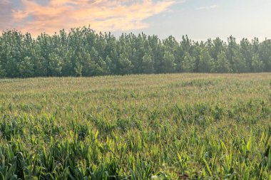 Güneşli gökyüzünün altında mısır tarlası. Hayvan yemi için ikinci mahsul mısır tarlası.