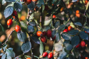 Sonbahar yaklaştıkça dalda olgunlaşan gül kalçaları. Seçici Odak Dutları.