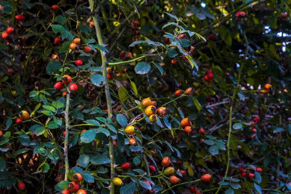 Rose Hips Ripening Branch Autumn Approaches Selective Focus Berries — Stock Photo, Image