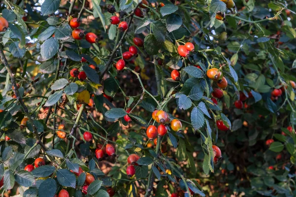 stock image rose hips ripening on the branch as autumn approaches. Selective Focus berries.