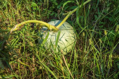 Çimenlerde yetişen olgunlaşmamış balkabağı. Seçici Odaklanma Kabağı