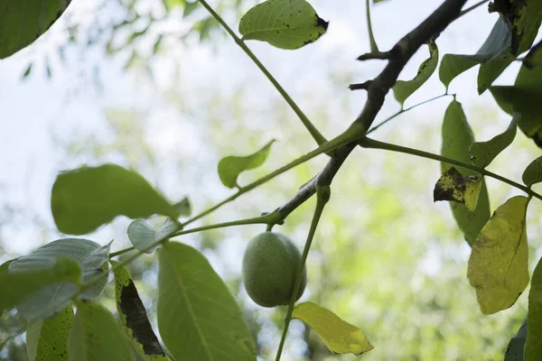 Зеленые Незрелые Грецкие Орехи Ветке Дерева Селективный Плод Фокуса — стоковое фото