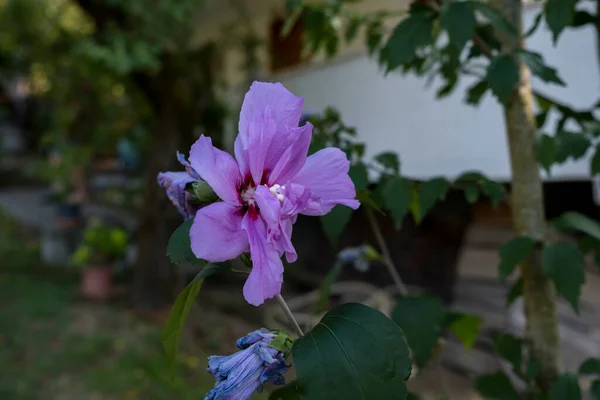 Hibiscus Syriacus Είναι Ένα Είδος Ανθοφόρου Φυτού Στην Οικογένεια Της — Φωτογραφία Αρχείου