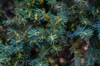 Noel ağacı brunch 'ı arka planda. Yumuşak çam ağacı brunch 'ı yakın plan. Yeşil ladin.