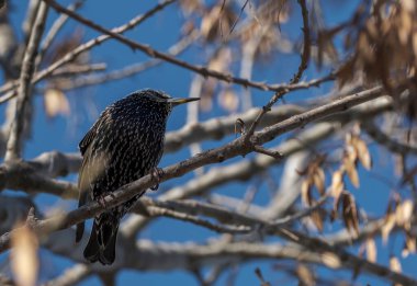 Common starling (Sturnus vulgaris) on a Autumn branch. Selective Focus Bird.