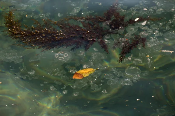 Брудне Море Медузи Водорості Олії Селективний Фокус Лист — стокове фото