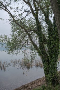 Türkiye 'de Sapanca Gölü önünde sarmaşıkla kaplı çıplak ağaç ve kırmızılar. Seçici Odak Ağacı