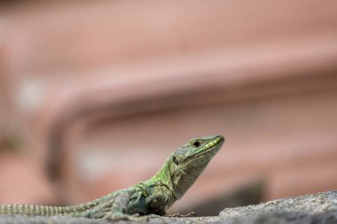 Avrupa Yeşil Kertenkele - Lacerta viridis - Avrupa orta enlemlerine yayılmış büyük yeşil kertenkele, vücudunda kene (hasat-mite) olan erkek. Sık sık kayalarda ya da çimlerde güneşlenirken görülürler.