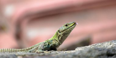 Avrupai yeşil kertenkele ağzında sinek kanadıyla bir taşın üzerinde güneşleniyor. Seçici Odaklı Hayvan.