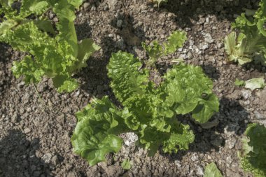 Bahçede yetişen taze marul yaprakları güneşte parlıyor. Seçici Odaklanma Bitkisi.