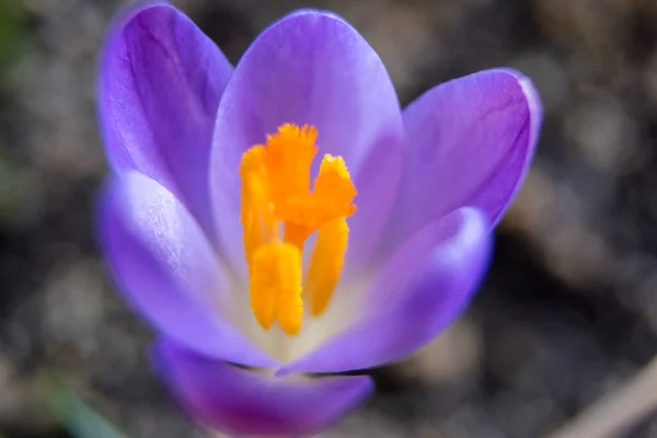 Удивительный Вид Цветущие Цветы Крокуса Горшке Нежные Весенние Цветы Крокус — стоковое фото