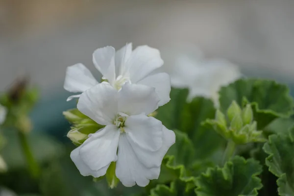 Bloom white Geranium flower - Pelargonium is a genus of flowering plants. commonly known as geraniums, Selective Focus Blossom.